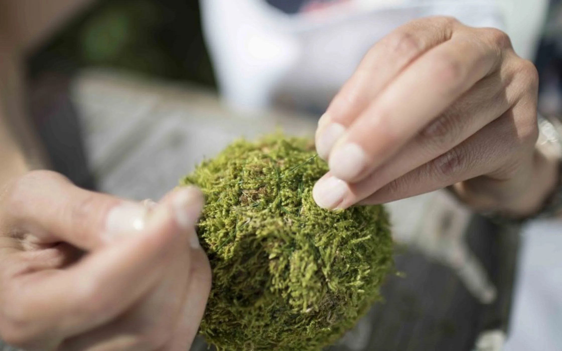 Bild4 Eichelkugel_JohannaLarcherarminhuber_2017 57_800x533.jpg